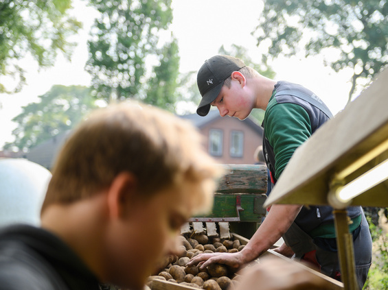 Elev, der er ved at samle kartofler på Kongeådalens Efterskole